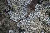 Parmotrema xanthinum image
