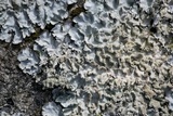 Parmotrema xanthinum image