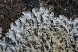 Parmotrema xanthinum image