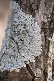 Heterodermia albicans image