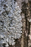 Heterodermia albicans image