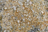 Caloplaca feracissima image