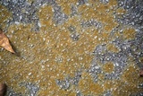 Caloplaca feracissima image