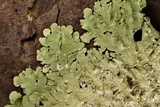 Canoparmelia caroliniana image