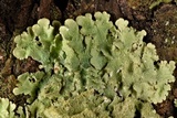 Canoparmelia caroliniana image