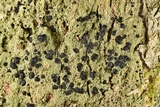 Bacidia schweinitzii image