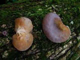 Auricularia angiospermarum image