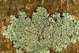 Parmelinopsis minarum image