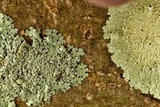 Parmelinopsis minarum image