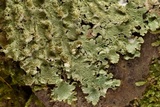 Canoparmelia caroliniana image