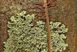 Physcia atrostriata image