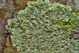 Physcia atrostriata image