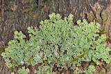 Physcia atrostriata image