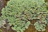 Physcia atrostriata image