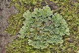 Physcia atrostriata image