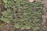 Physcia atrostriata image