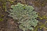 Physcia atrostriata image