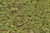 Phyllopsora confusa image