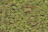 Phyllopsora confusa image