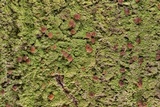 Phyllopsora confusa image