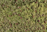 Phyllopsora confusa image