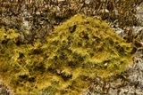 Coenogonium implexum image