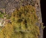 Coenogonium implexum image