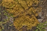 Coenogonium implexum image