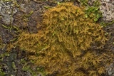 Coenogonium implexum image