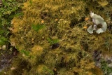 Coenogonium implexum image