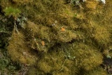 Coenogonium implexum image