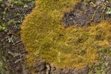 Coenogonium implexum image