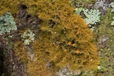 Coenogonium implexum image