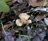 Clitocybe salmonilamella image