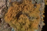 Coenogonium implexum image