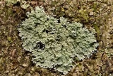 Phyllopsora pyxinoides image