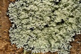 Phyllopsora pyxinoides image