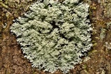 Phyllopsora pyxinoides image
