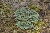 Phyllopsora pyxinoides image