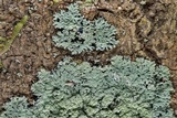 Phyllopsora pyxinoides image