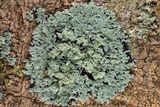 Phyllopsora pyxinoides image