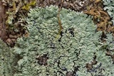 Phyllopsora pyxinoides image