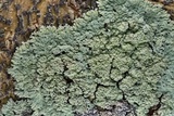 Phyllopsora pyxinoides image
