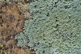 Phyllopsora pyxinoides image