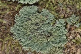 Phyllopsora pyxinoides image