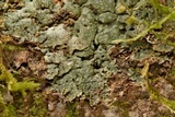 Myriotrema rugiferum image