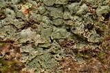 Myriotrema rugiferum image
