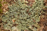 Myriotrema rugiferum image