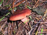 Lactarius rufus image