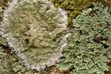 Cryptothecia striata image